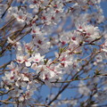 写真: 桜２０１３．３．２３その１