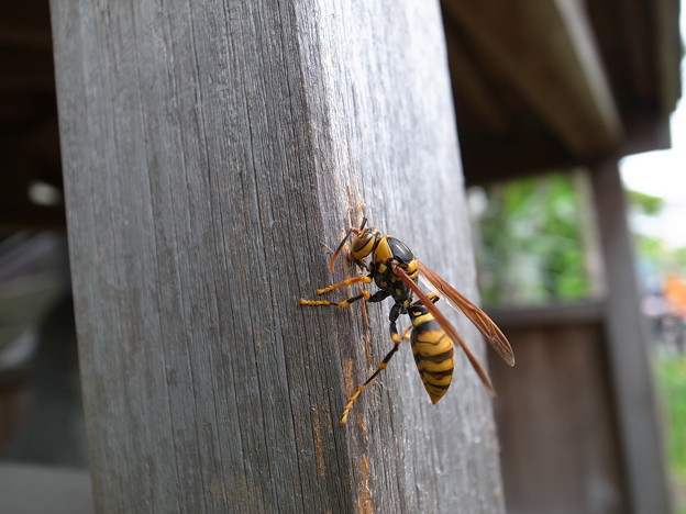 写真: 木をかじるアシナガバチ