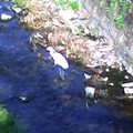 写真: 川に鳥がいた