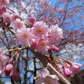 2014.04.06　木洩れ陽の枝垂れ桜