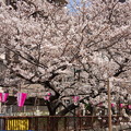 写真: 目黒川の桜・その1