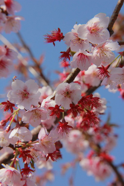 写真: 日立紅寒桜
