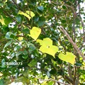 写真: オニドコロの黄葉