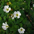 写真: オキザリスの白い花