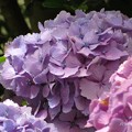 写真: 紫陽花の花