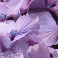 写真: 紫陽花の可愛いお花達
