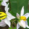 写真: イヌホウヅキの花と蕾（１）