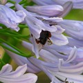 写真: アガパンサスの花に潜り込むクマバチ
