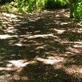 写真: 木漏れ日の小道
