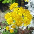 写真: シロタエギクの花（１）