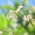 写真: アキカラマツの花