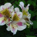 写真: アルストロメリアの花