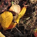 枯草の落ち葉キラキラ