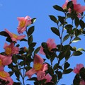 写真: 青く澄み渡る空に山茶花が映えます！