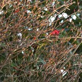 写真: 林立乱立の冬芽群の中に残る紅葉