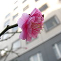 八重のピンク色の梅の花「花香実」♪