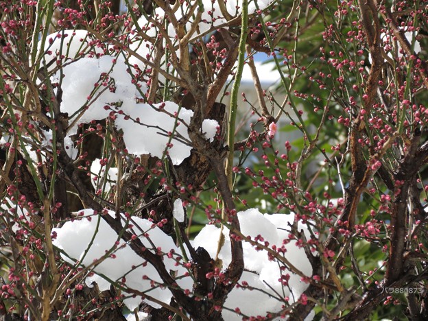 写真: 紅梅の蕾に滴と残雪♪
