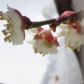 写真: 積雪受けながら花弁開く白梅
