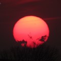 写真: 赤い夕陽に冬樹が入る
