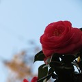 写真: 鉄塔と八重咲の紅い椿♪