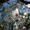 写真: 桜の花に透過光♪