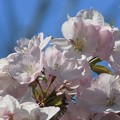 写真: 午後の光眩しい桜の花♪
