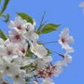 青空に映える桜の花♪