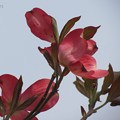 写真: ハナミズキの赤い花（２）