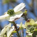 写真: ハナミズキの白い花