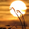写真: 夕陽に消える電線と揺れる穂先