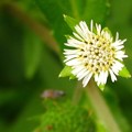 写真: タカサブロウの小さな花
