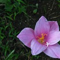 写真: イヌサフランの花