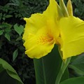 写真: 黄色の花