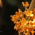 4Ｍ程高木の上で夕焼け受ける金木犀の花