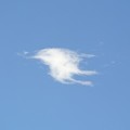 ミジンコ雲