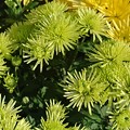 写真: 緑花種の菊