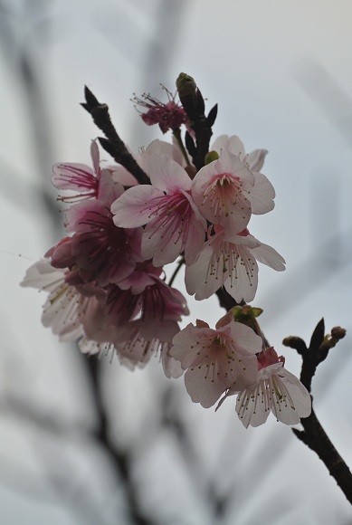 写真: 限りなく桜色