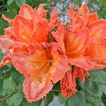 写真: カエンボクの花