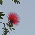 写真: オオベニゴウカン開花