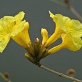 写真: 黄花種のイぺー