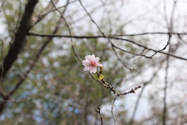 ２４．１０．１３鹽竈神社の十月桜