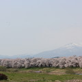 ２５．４．１６一目千本桜