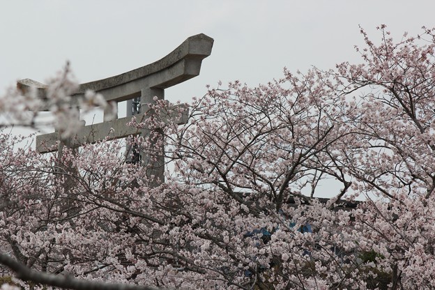 写真: ２５．４．２０日和山公園の桜