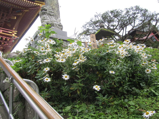 ２５．１０．２７鹽竈神社楼門前の浜菊