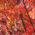 写真: ２５．１１．１９扇谷の紅葉