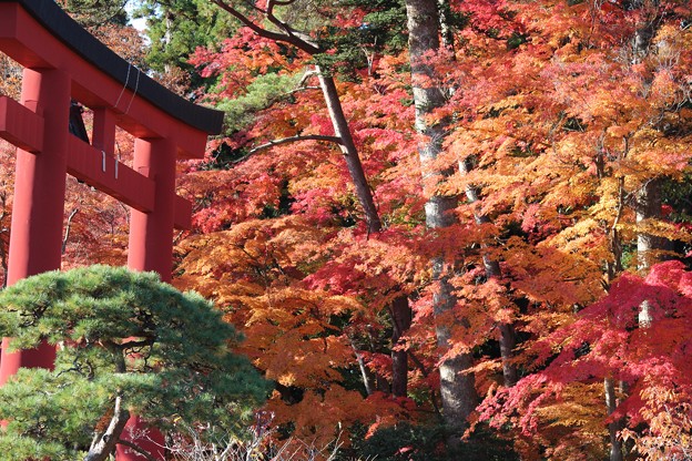 写真: ２５．１１．２２志波彦神社鳥居付近の紅葉
