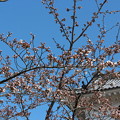 写真: ２６．４．７白石城の桜