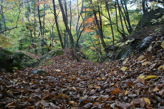写真: 落ち葉の渓谷