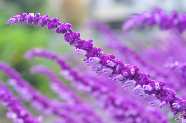 写真: 紫の花園
