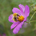 Photos: 熱心な蜂さんね～～